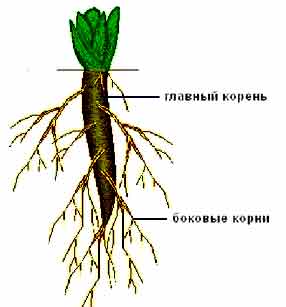 Пояснение корень. Главный и боковые корни. Корневая кедра. Строение корня сверху. Корень схематично.