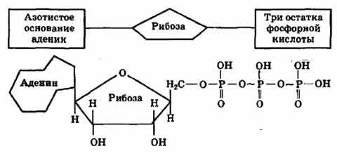 3 части атф. Схема строения АТФ. Структура АТФ схема. Схема молекулы АТФ. Схема молекулы АТФ И ее части.
